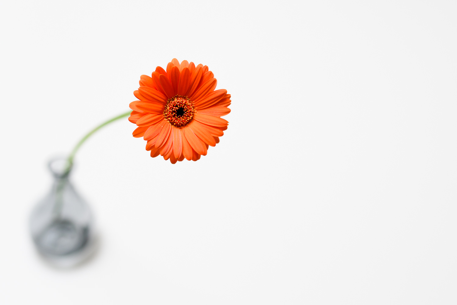 Still Life + Nature